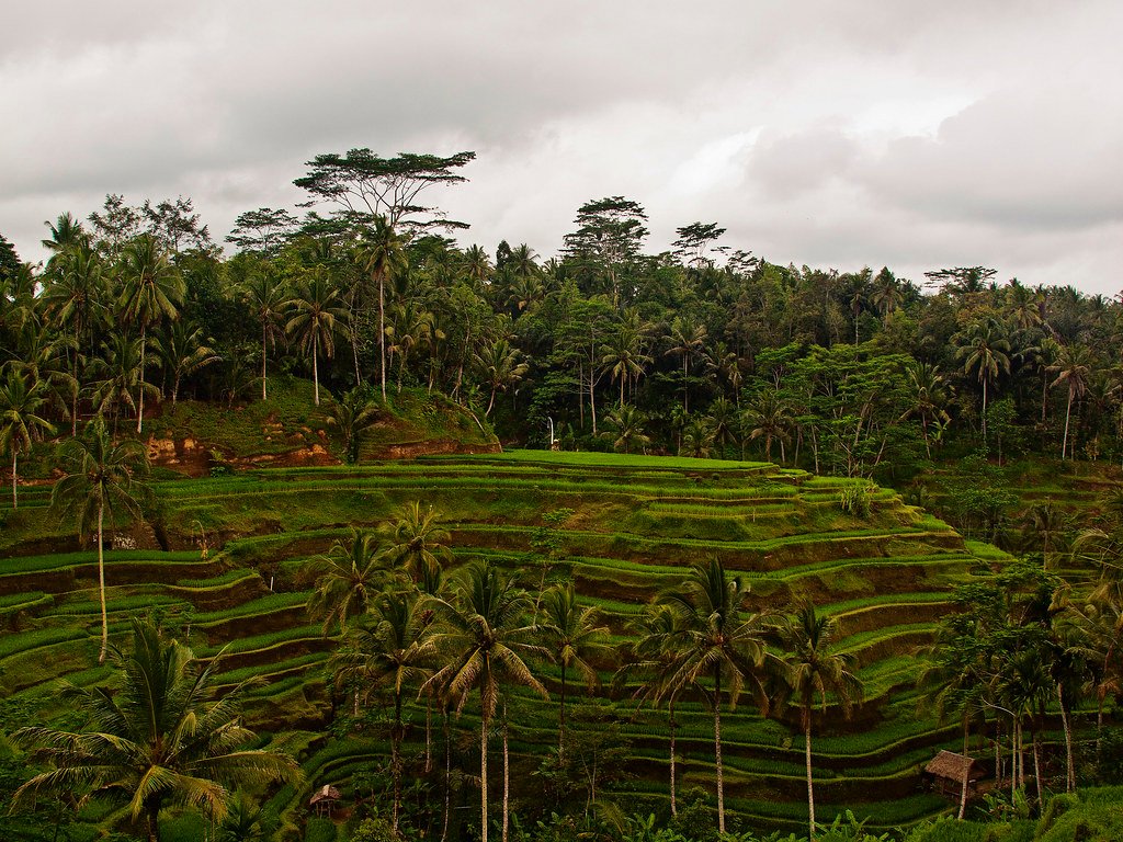 Bali Paradise: Ubud, Seminyak & Nusa Penida