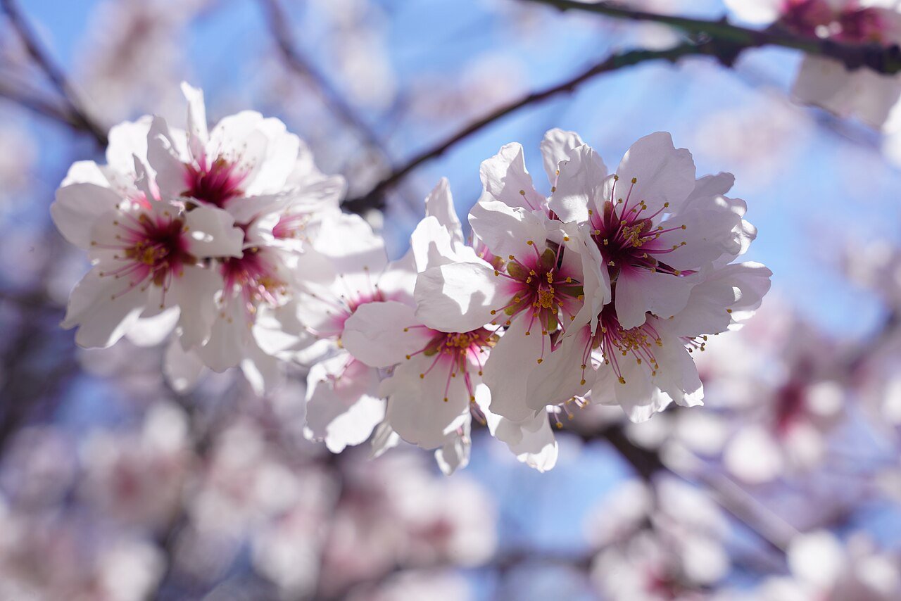 Cherry blossom - WonderWay Travel