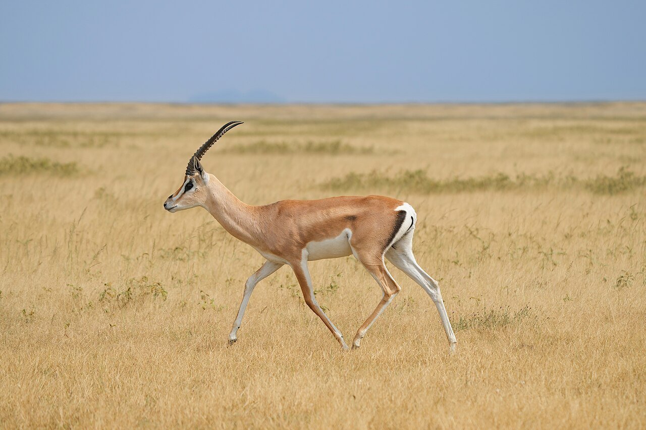 Serengeti - WonderWay Travel